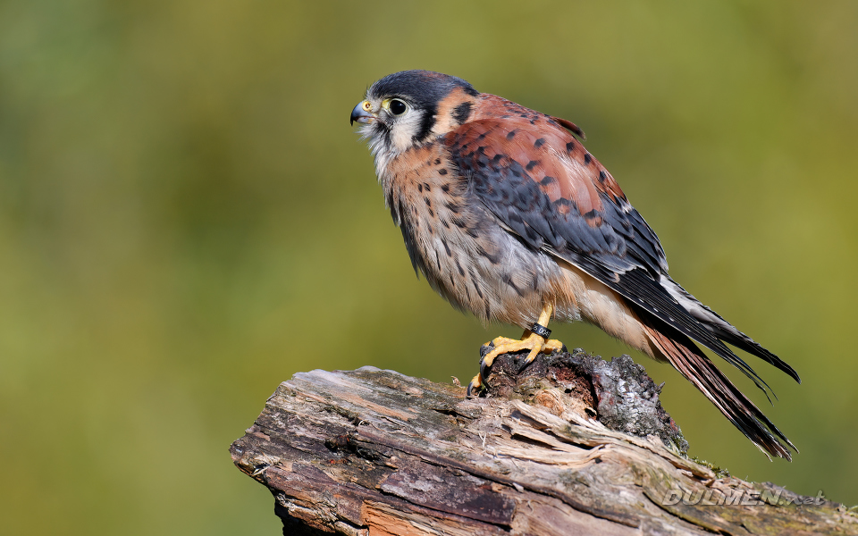 American kestrel (Falco sparverius)